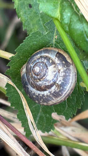 Monacha cantiana
