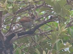 Thamnophilus torquatus