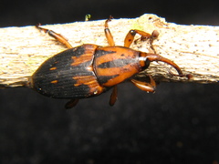 Metamasius sericeus