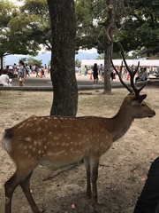 Cervus nippon