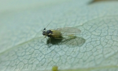 Aphis spiraecola