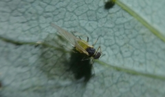 Aphis spiraecola