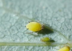Aphis spiraecola