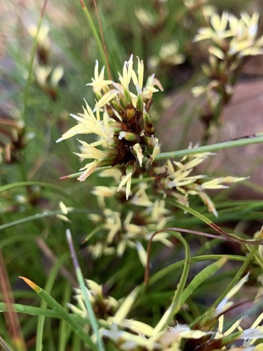 Image of Tetraria microstachys by (c) Matthew Fainman, some rights reserved (CC BY)