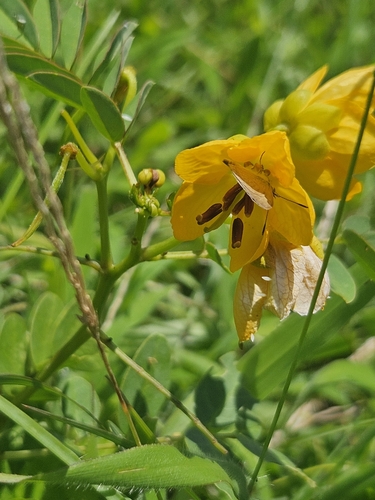 Algarrobilla (Senna sophera)