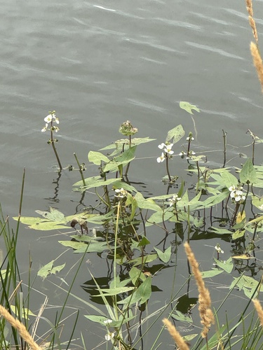 Arumleaf Arrowhead