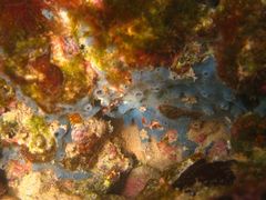Haliclona caerulea