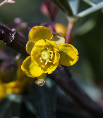 Berberis trifoliolata