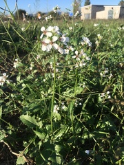 Diplotaxis erucoides