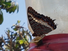 Charaxes