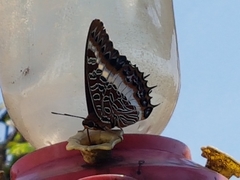 Charaxes