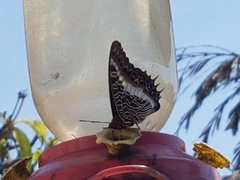Charaxes