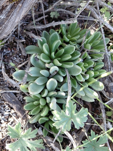 Adromischus phillipsiae
