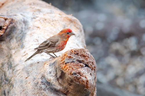 House Finch