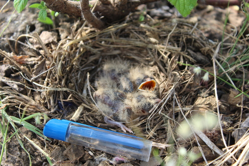 Ashy-crowned Sparrow-Lark