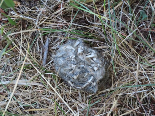 View observation of {o.common_name} on iNaturalist