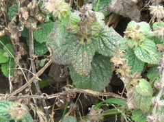 Stachys rigida quercetorum