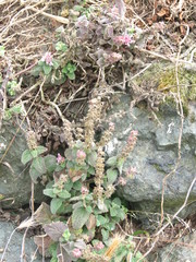 Stachys rigida quercetorum