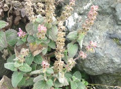 Stachys rigida quercetorum