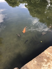 Cyprinus rubrofuscus