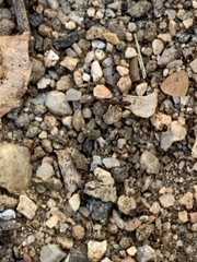 Linepithema humile
