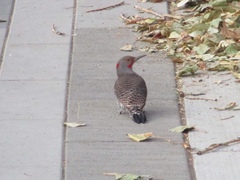 Colaptes auratus luteus × cafer