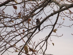 Colaptes auratus luteus × cafer