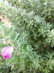 Leucophyllum frutescens