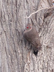 Colaptes auratus luteus × cafer