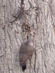 Colaptes auratus luteus × cafer