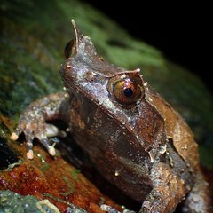 Pelobatrachus ligayae