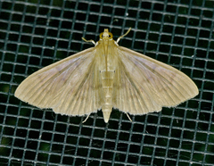 Patania silicalis