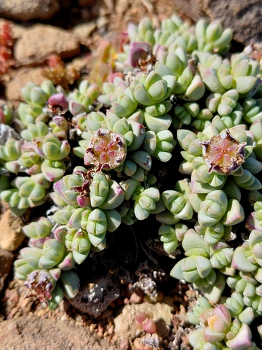 Antimima pumila