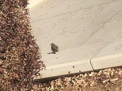 Passer domesticus