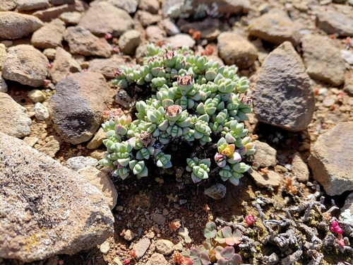 Antimima pumila