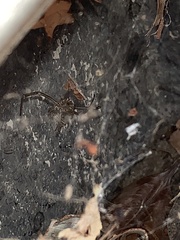 Latrodectus
