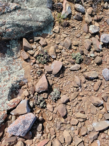 Antimima pumila