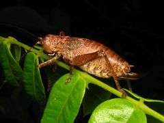 Nesoecia cooksonii