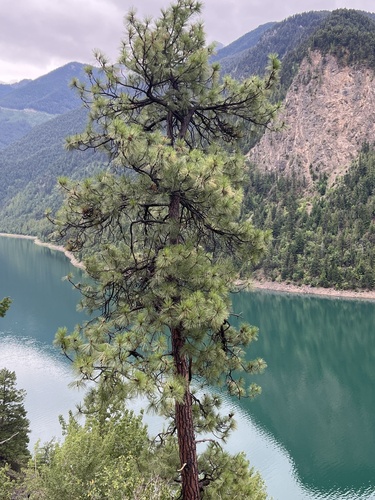 Ponderosa pine (Pinus ponderosa)