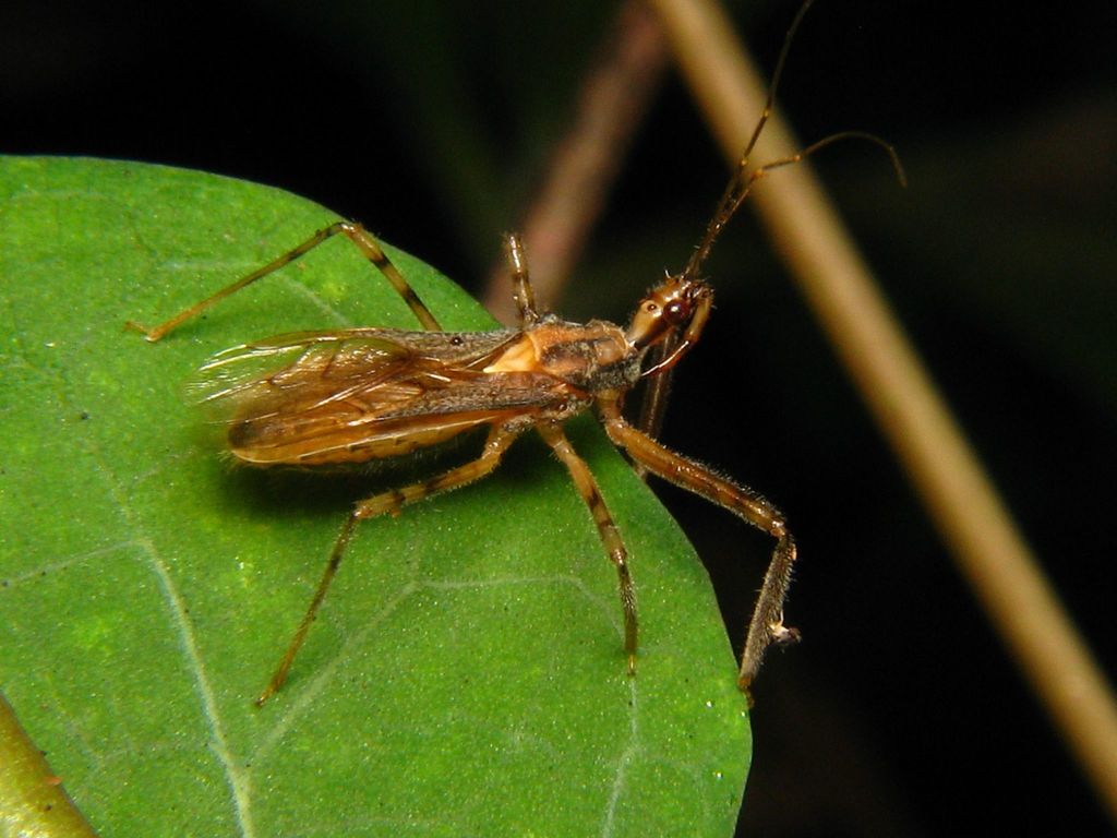 Repipta annulipes