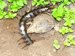 Scolopendra galapagoensis