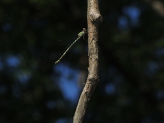 Chalcolestes viridis
