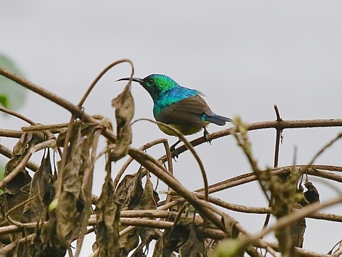 Collared Sunbird