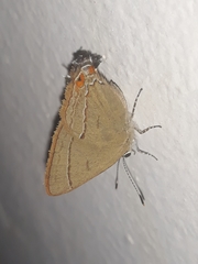 Badecla argentinensis