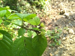Crematogaster rothneyi
