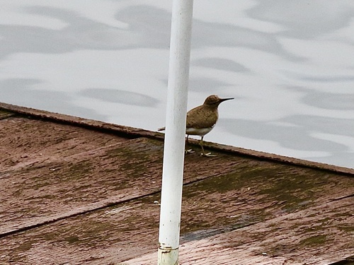 Common Sandpiper
