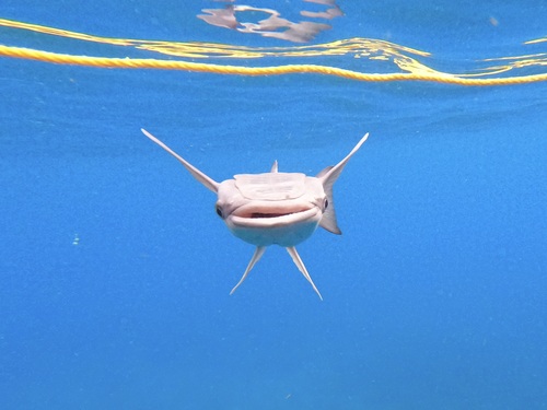 Barracuda