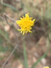 Senecio bupleuroides