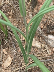 Senecio bupleuroides
