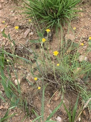 Senecio bupleuroides